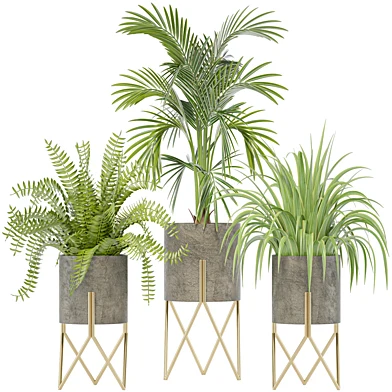 Indoor Plant Set 11
