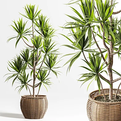 IndoorSetPlant059