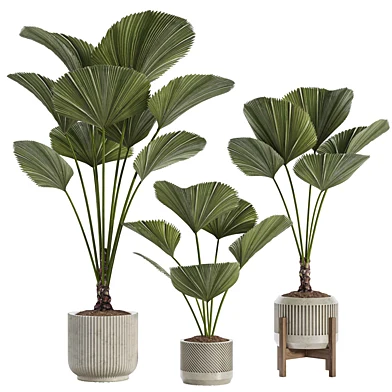 Indoor Plant 04