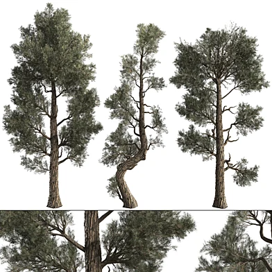 Jeffrey Pine Tree Collection 374