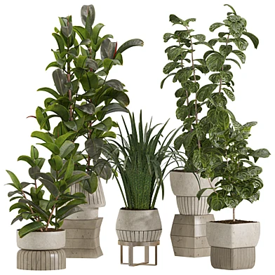 Indoor Ficus Plants Set 81