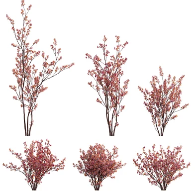 Aronia arbutifolia - Red Chokeberry