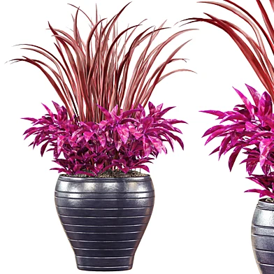Phormium Margaret Jones Plant