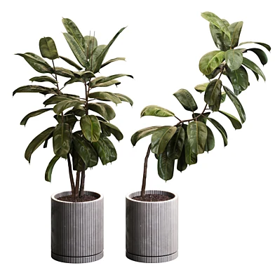 Plants ficus TA 6