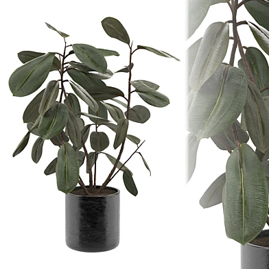 Ficus Plant Set-02