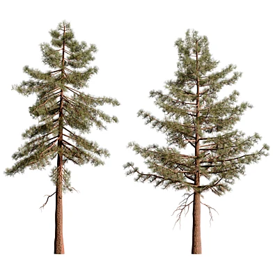 Pine tree set01