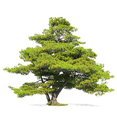 Pinus pentaphylla 03