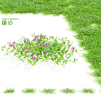 Барвинок малый кусты | Vinca minor 2