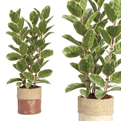 Indoor plant Ficus set30