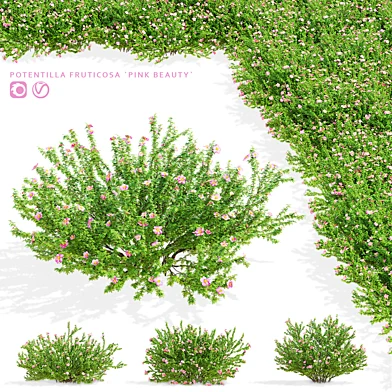 Лапчатка кустарниковая розовая | Potentilla fruticosa pink beauty