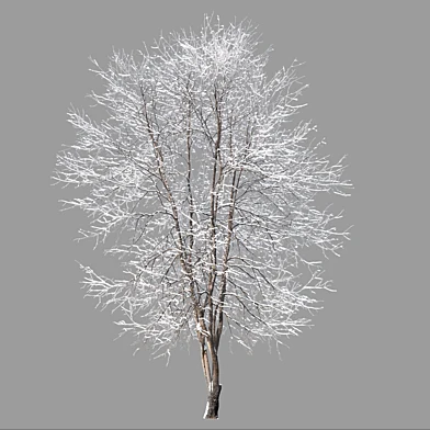 Winter Fraxinus mandshurica