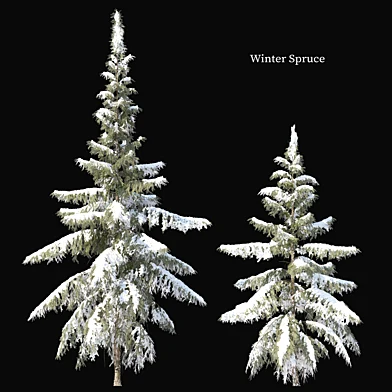 Winter Spruce 02