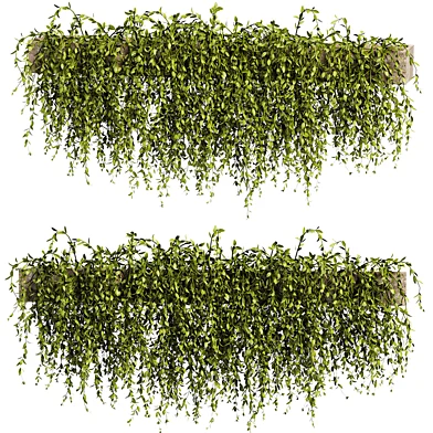 Green succulent leaves hanging vines