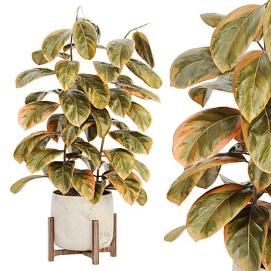 Indoor Plant Set 099
