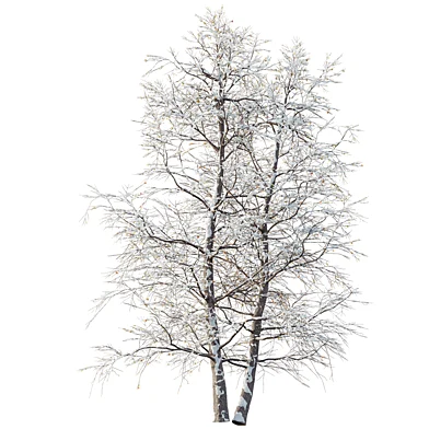 AV Plants Alnus Glutinosa Winter Snow Tree