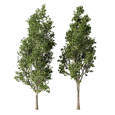 Tree Set.184