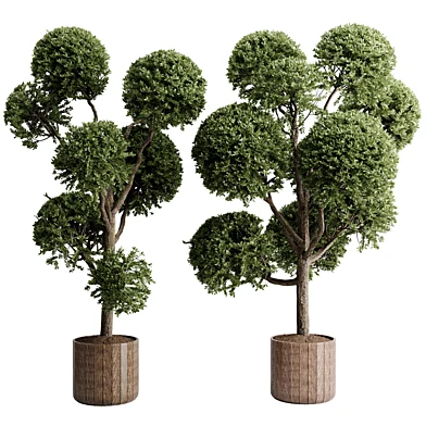 Boxwood Topiary in a wooden pot - set Outdoor plant 226 vray