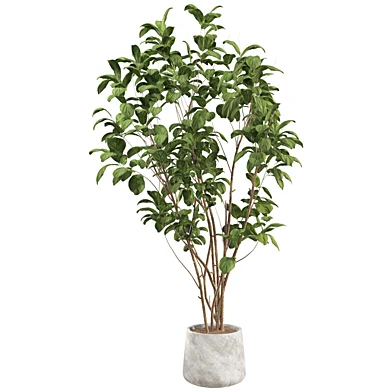 Bonsai Jungle Fiddle Ficus Tree 387