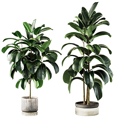 Ficus elastica Plant 2