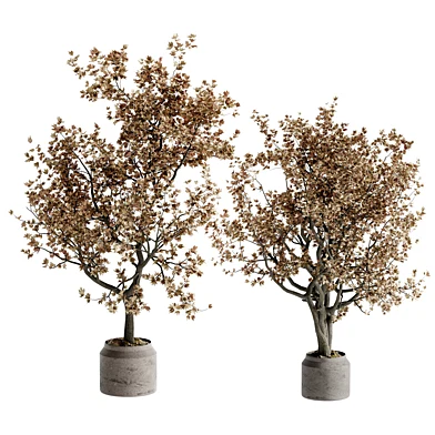 Indoor Bonsai Plants 73