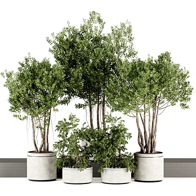 Indoor plants-Pot and tree  set167