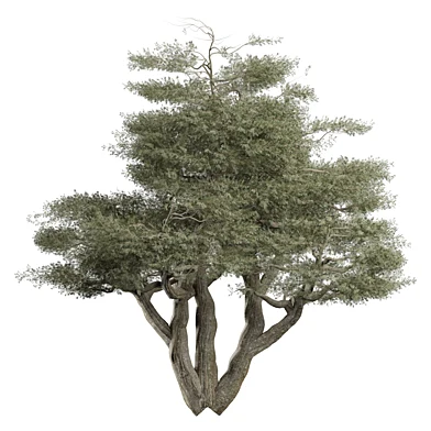 tree vol 26