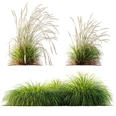 AV Calamagrostis Acutiflora