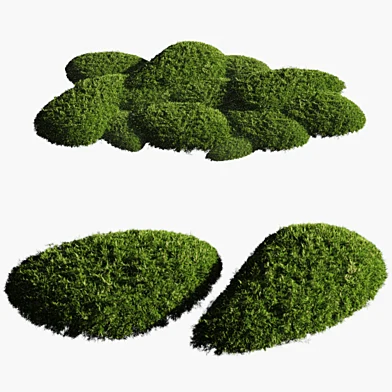 bush outdoor grass 092