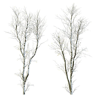 AV Plants Celtis Australis Winter Snow