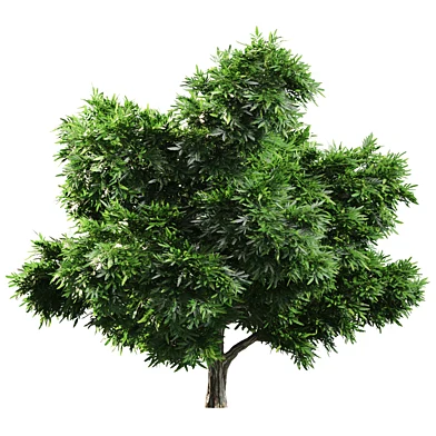 maple Tree Set 008