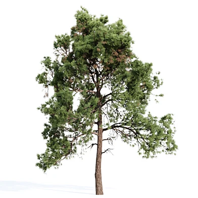 Spruce Pine-Tree Set 015