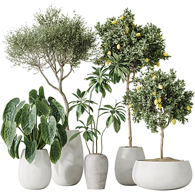 AV Indoor plants set 200 Mandarin Fruit Lemon Tree and Alocasia Jardin and Ficus Cyathistipula Fig and Mission Olive