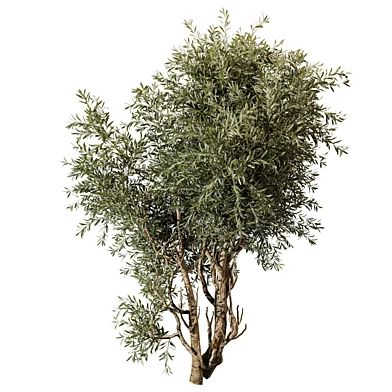 tree vol 26