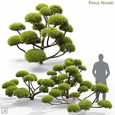 Pinus Nivaki