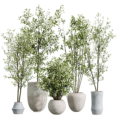 AV Indoor plants set 213 Beech Olea Europaea Olive Eucalyptu Joyplants Mini Fig