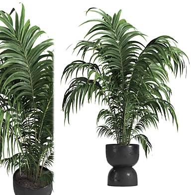 Indoor plant 013