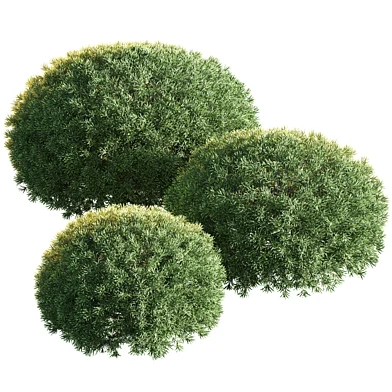 Горная сосна / Pinus mugo 003