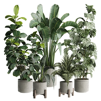 indoor Plant 617