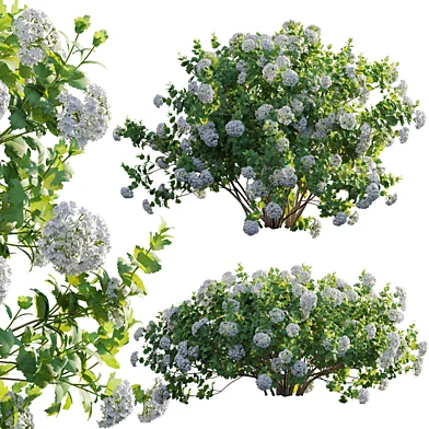 Viburnum opulus Roseum -  European Cranberrybush 01