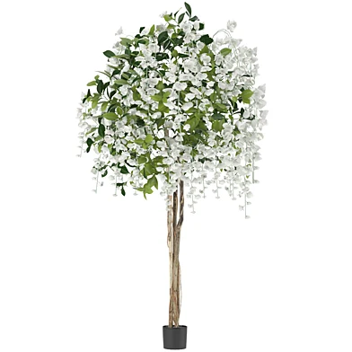 Flowering Potted Wisteria Tree Tall White