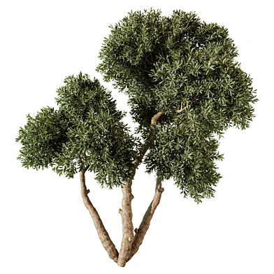 tree vol 29