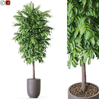 Plant: 1205