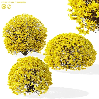 Форзиция стриженные кусты | Forsythia balls
