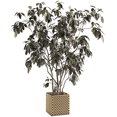 Bonsai Jungle Ficus Rubber Tree 411