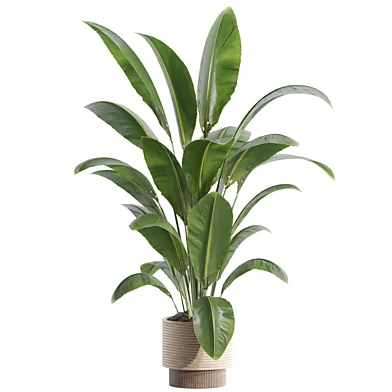 indoor plant Set 137