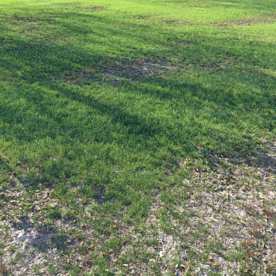 Short grass