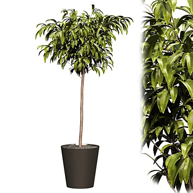 Bushes tree