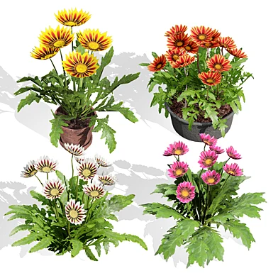 Southern Africa Gazania Flower 3D Model
