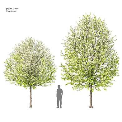 Pear tree 04