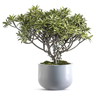 Indoor Plant Set 162